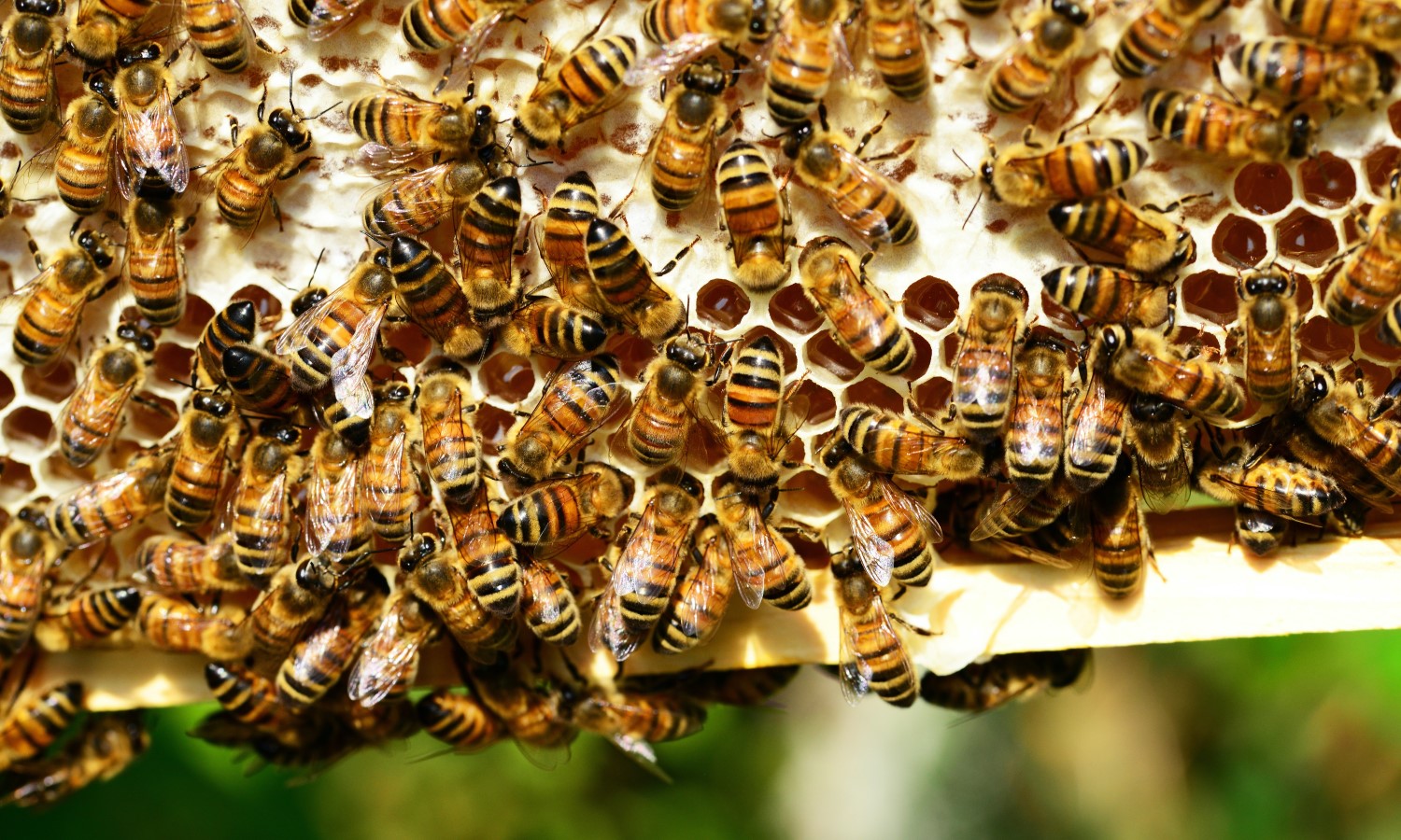 Pesti Méhészet